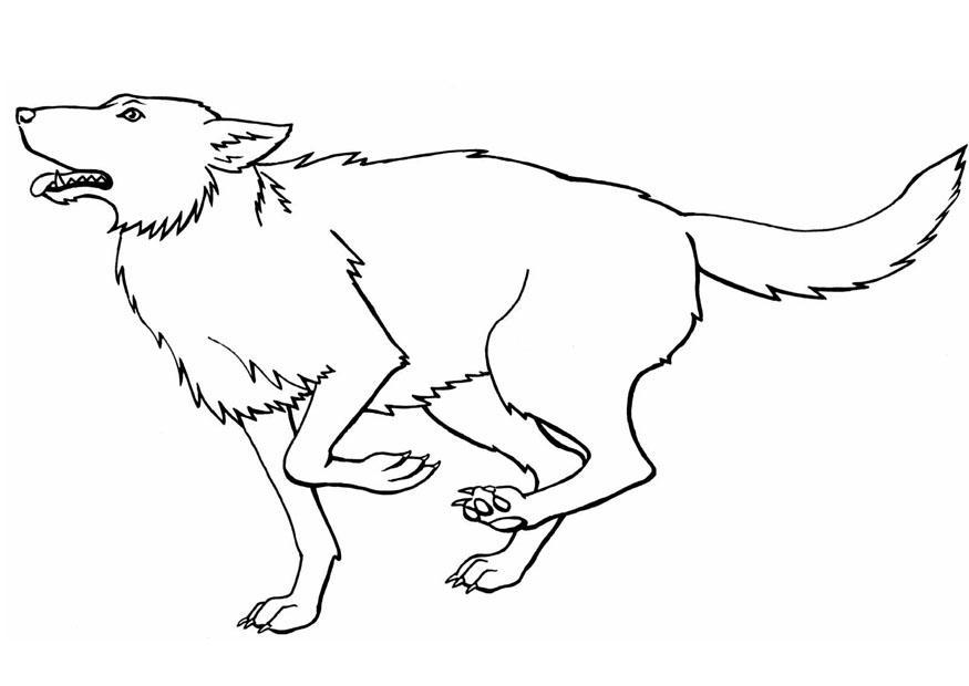 raposa Página para colorir raposa