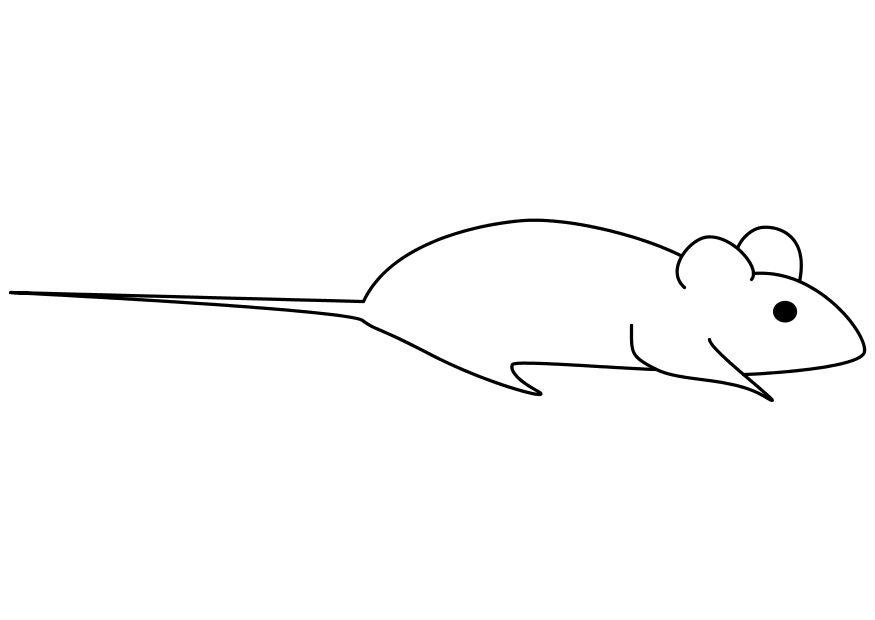 rato Página para colorir rato