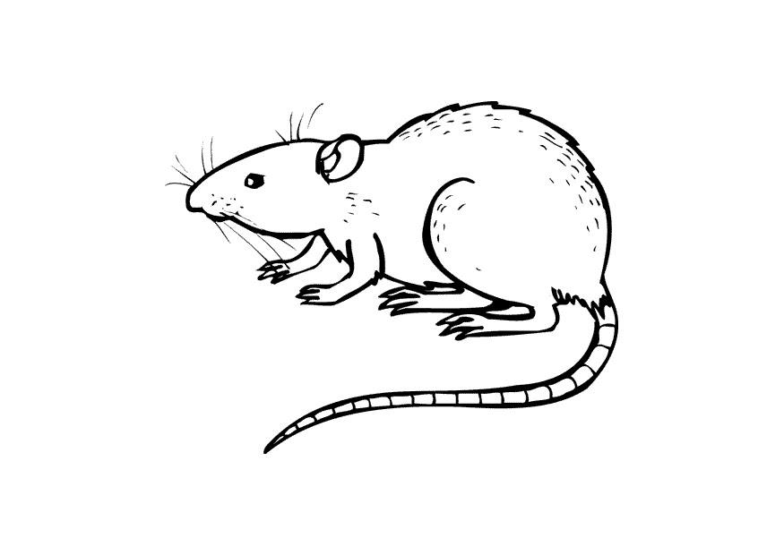 rato Página para colorir rato