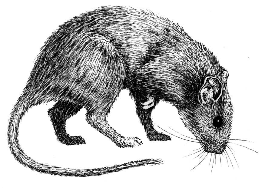 rato Página para colorir rato
