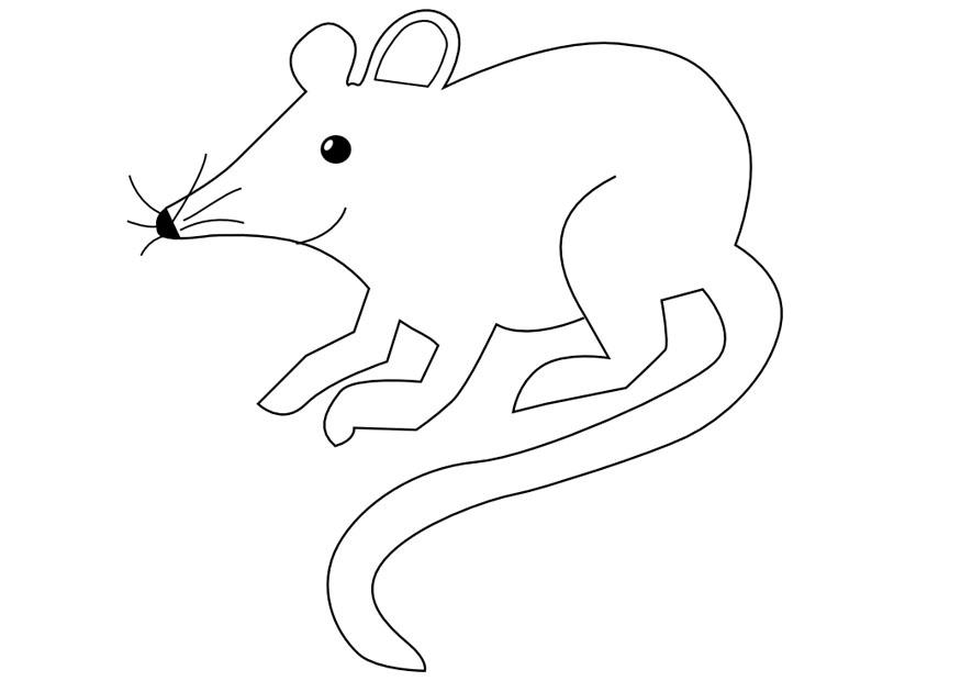 rato Página para colorir rato