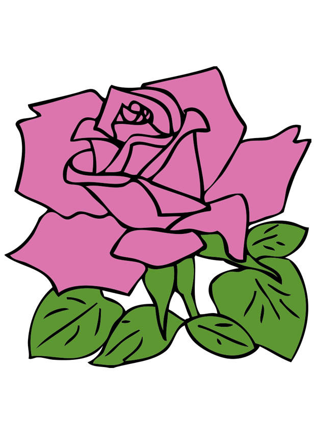rosa imagem rosa