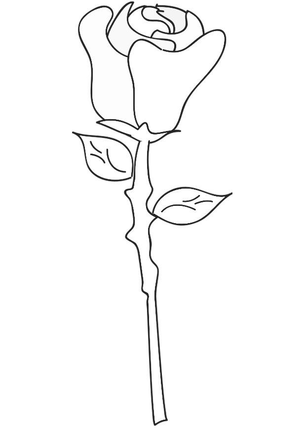 rosa Página para colorir rosa