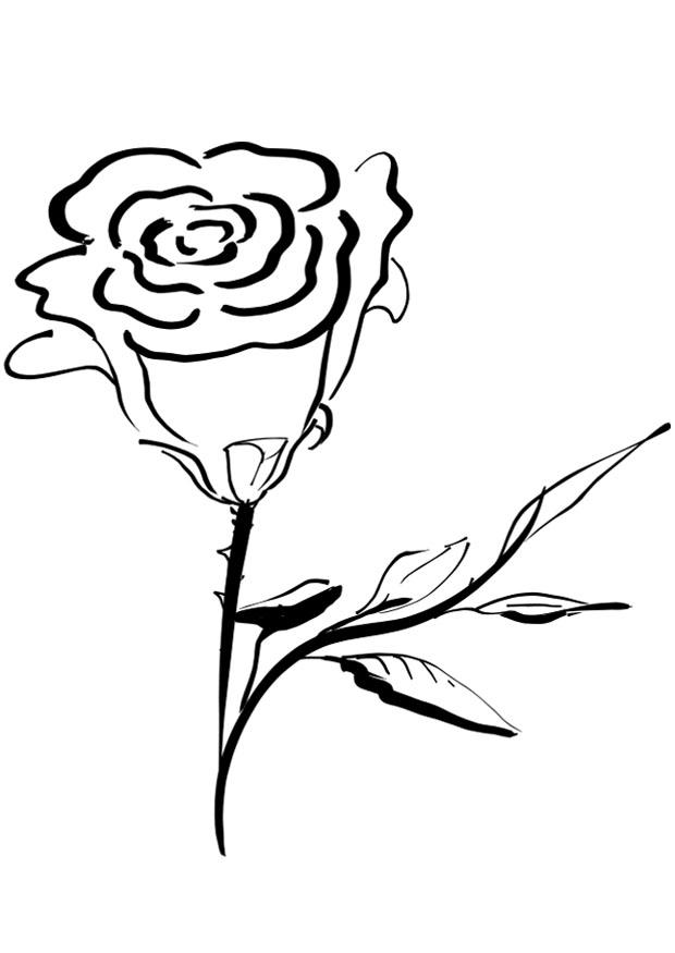 rosa Página para colorir rosa