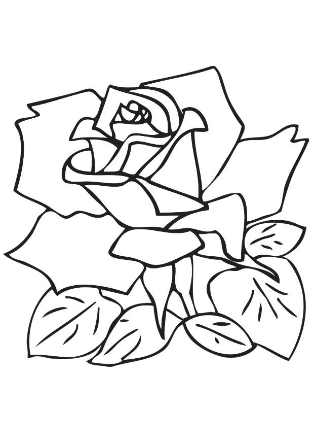 rosa Página para colorir rosa
