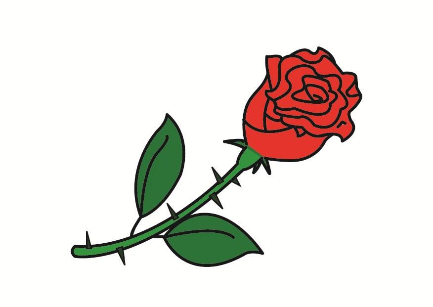 rosa imagem rosa