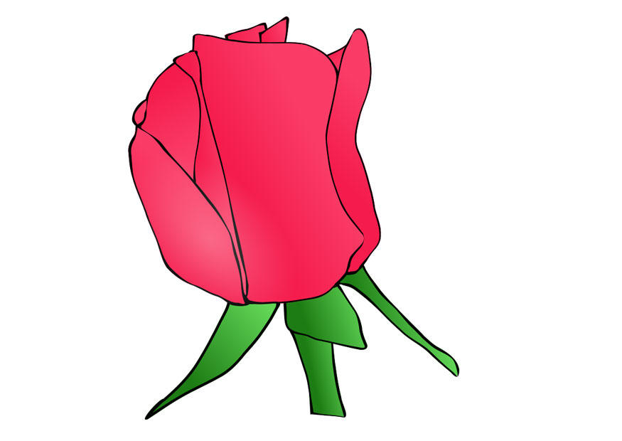 rosa imagem rosa