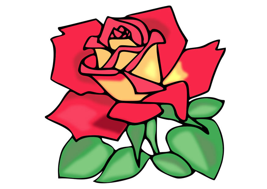 rosa imagem rosa