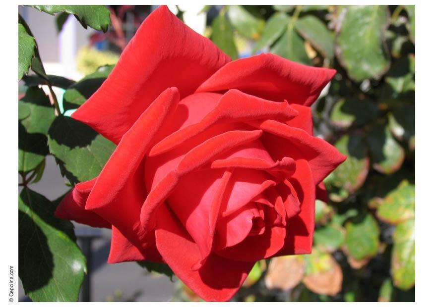rosa Foto rosa