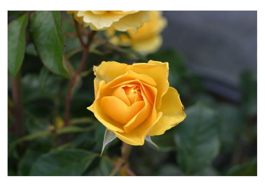 rosa amarela Foto rosa amarela