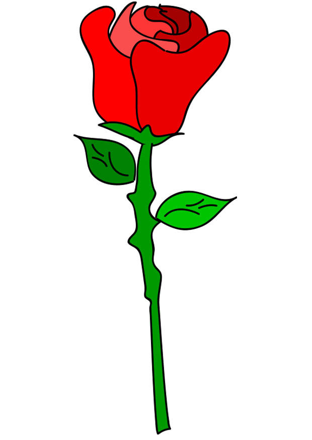 rosa vermelha imagem rosa vermelha