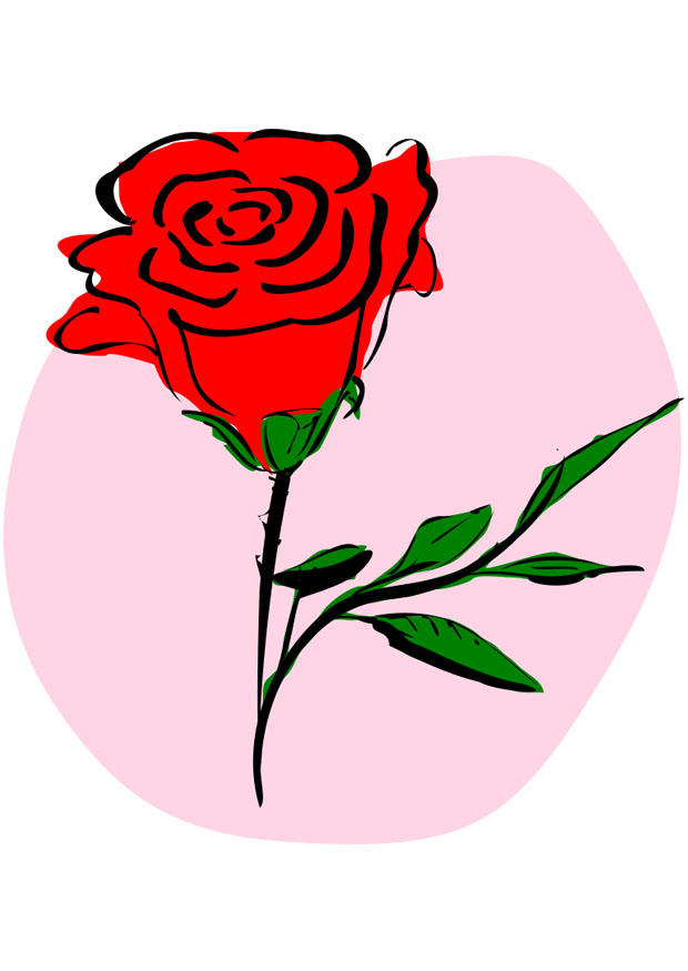 rosa vermelha imagem rosa vermelha