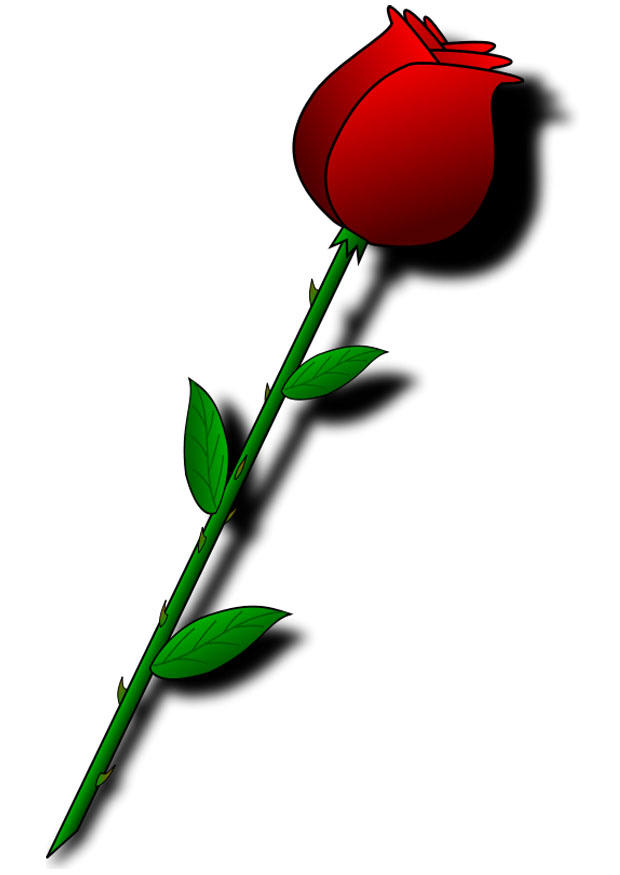 rosa vermelha imagem rosa vermelha