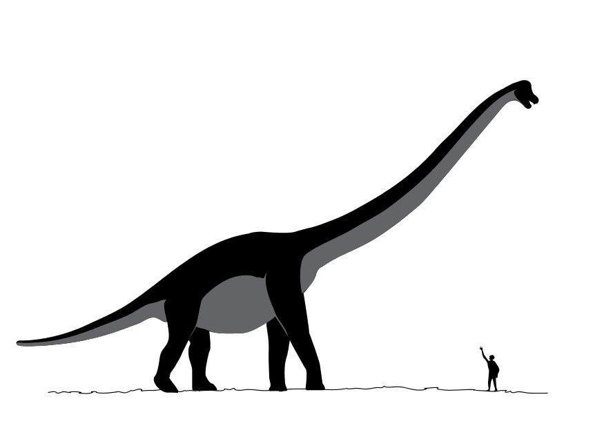 sauroposeidon Página para colorir sauroposeidon