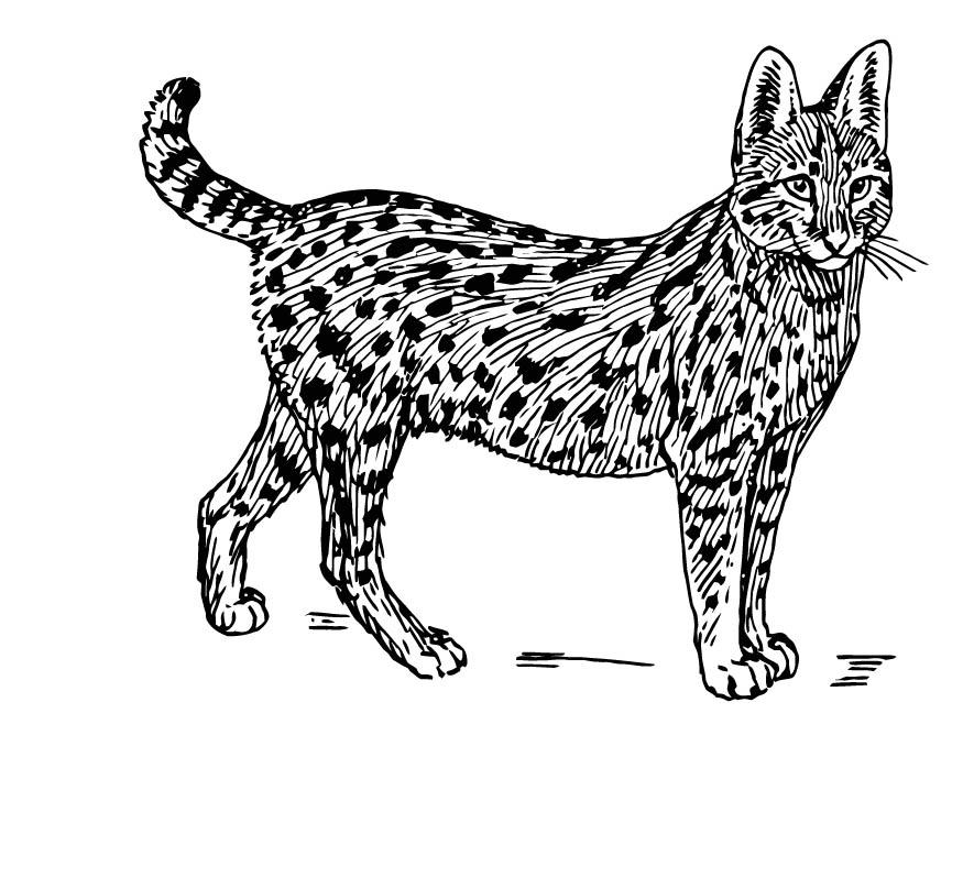 serval Página para colorir serval