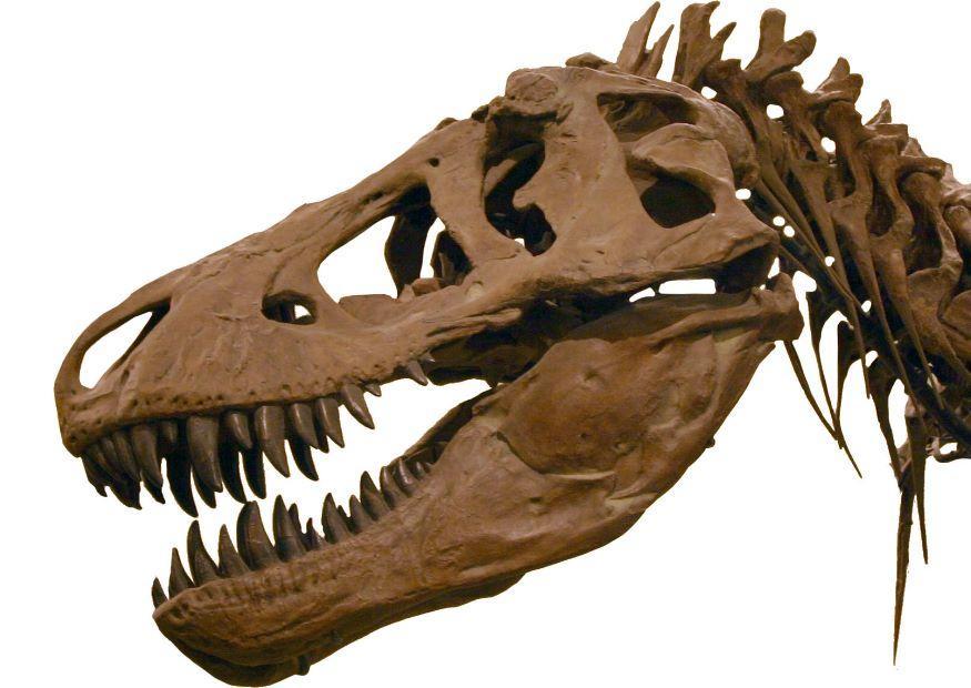 t-rex Foto t-rex