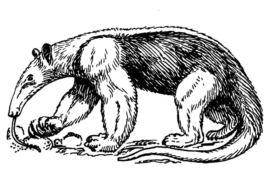 Página para colorir tamanduA¡ 
