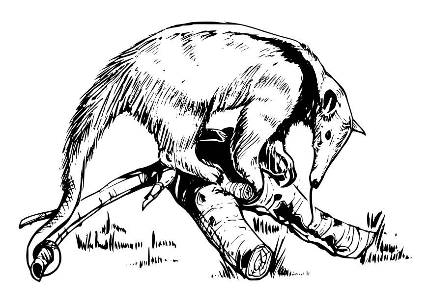 tamanduA¡ Página para colorir tamanduA¡