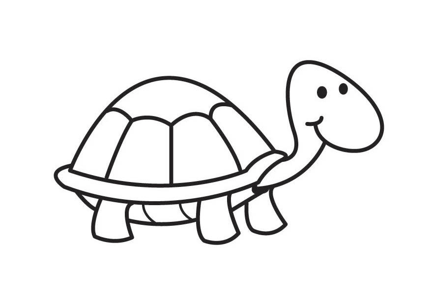 tartaruga Página para colorir tartaruga