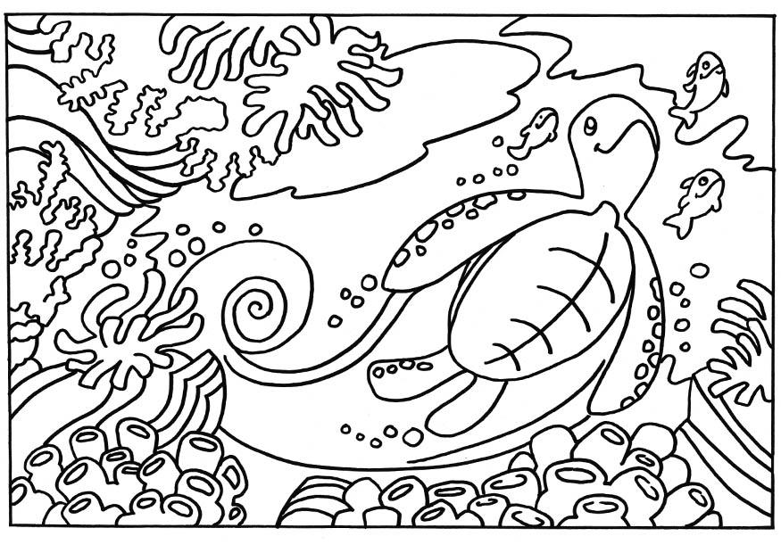 tartaruga Página para colorir tartaruga