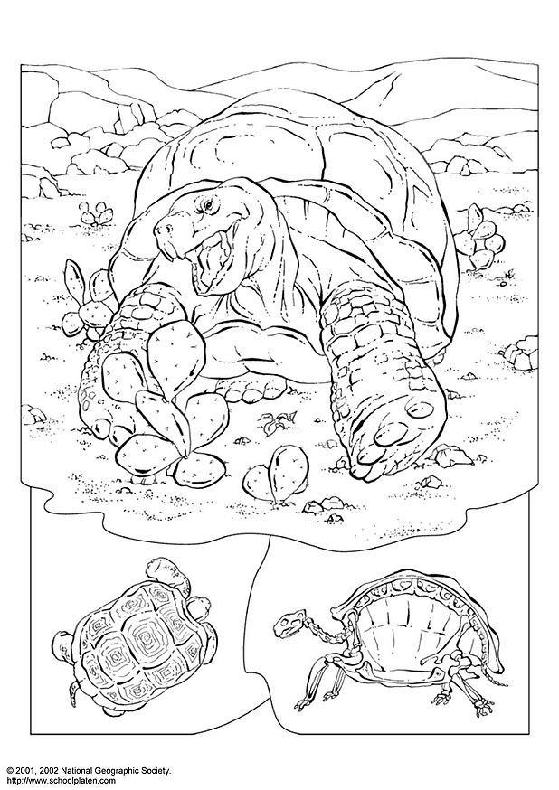tartaruga Página para colorir tartaruga