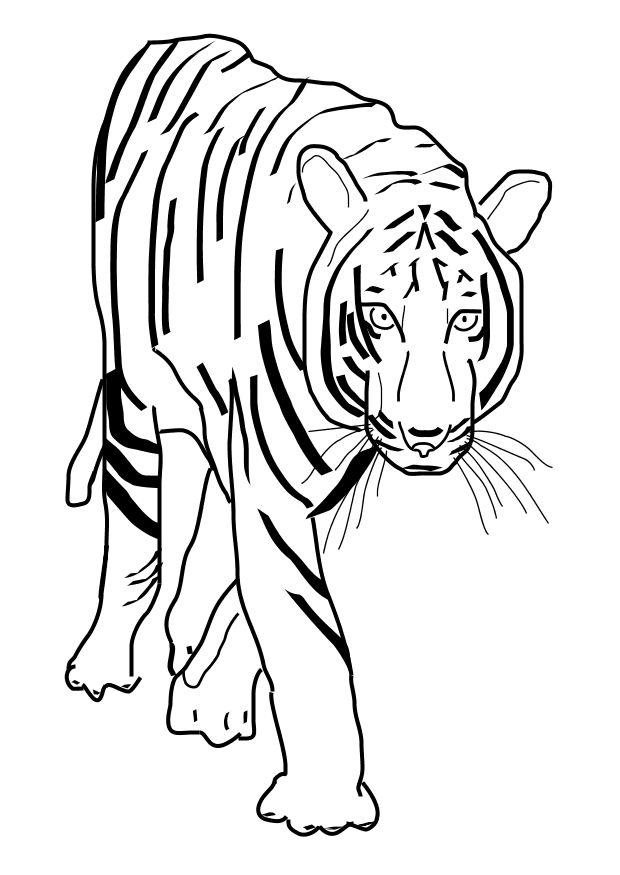 tigre Página para colorir tigre