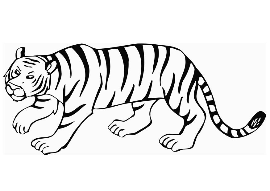 tigre Página para colorir tigre
