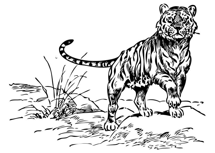 tigre Página para colorir tigre