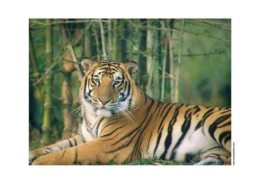 tigre Foto tigre