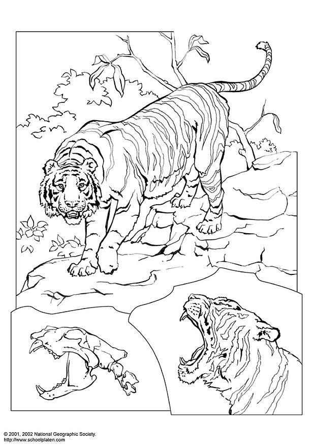 tigre Página para colorir tigre