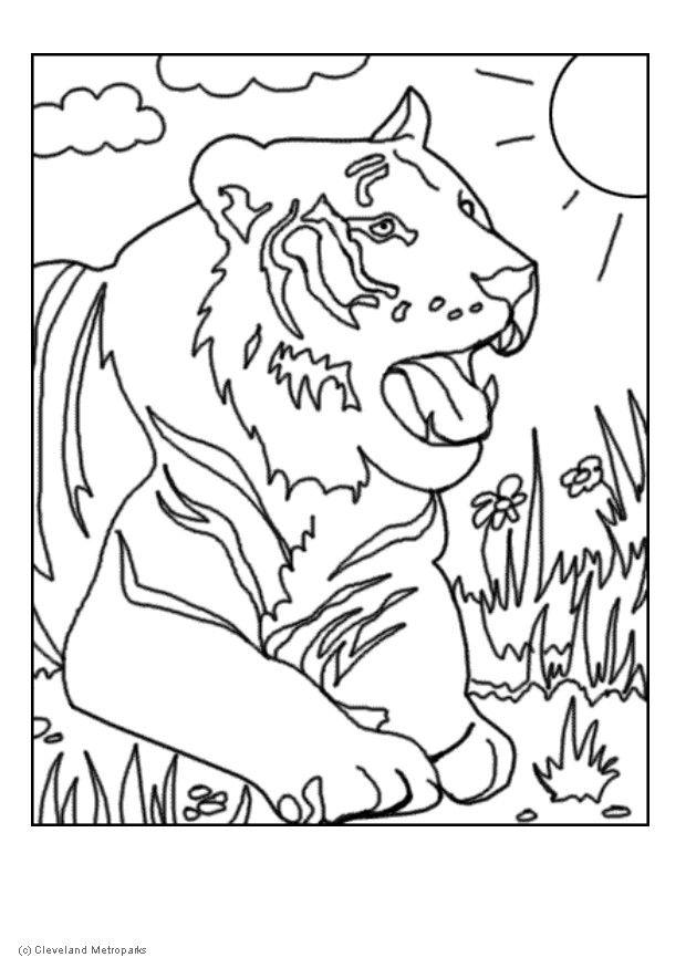 tigre Página para colorir tigre