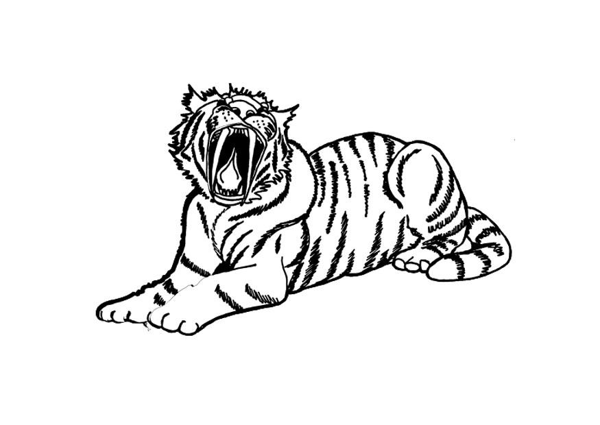 tigre Página para colorir tigre