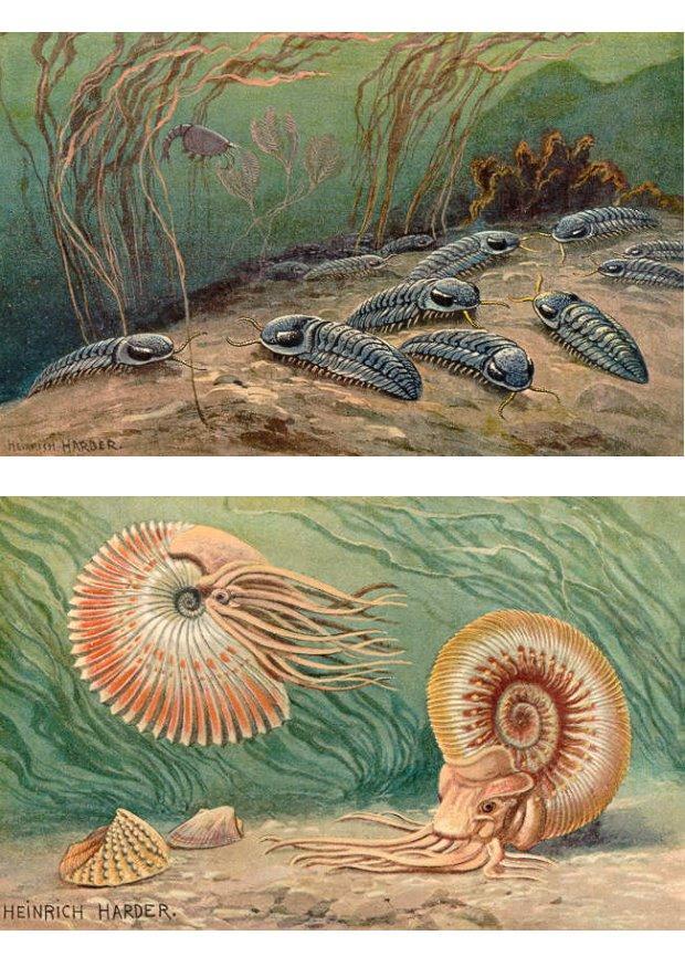 trilobites e ammonoids imagem trilobites e ammonoids