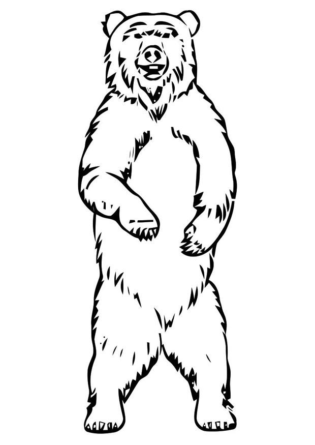 urso Página para colorir urso