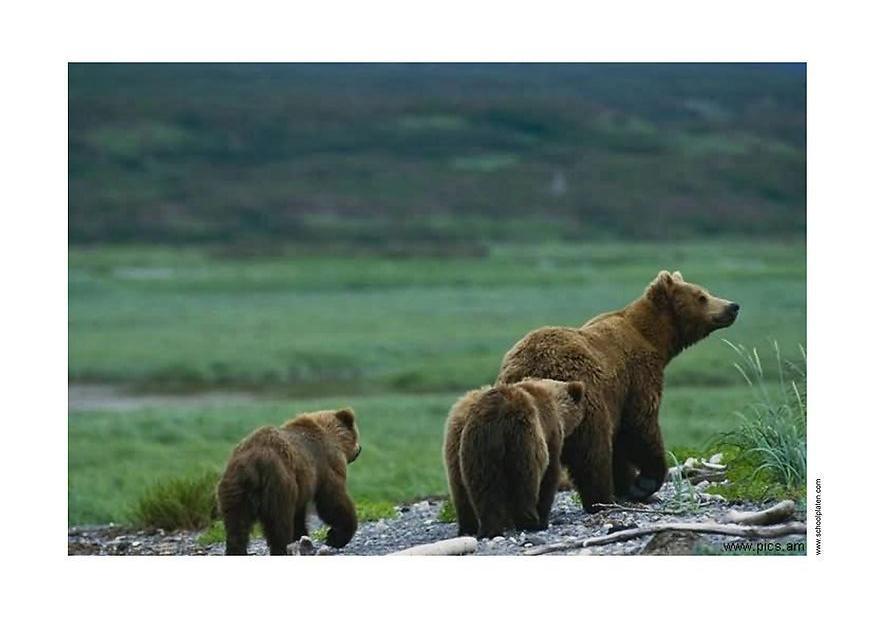 urso Foto urso