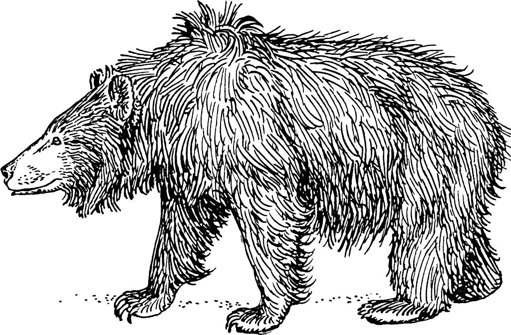 urso-beiA§udo Página para colorir urso-beiA§udo