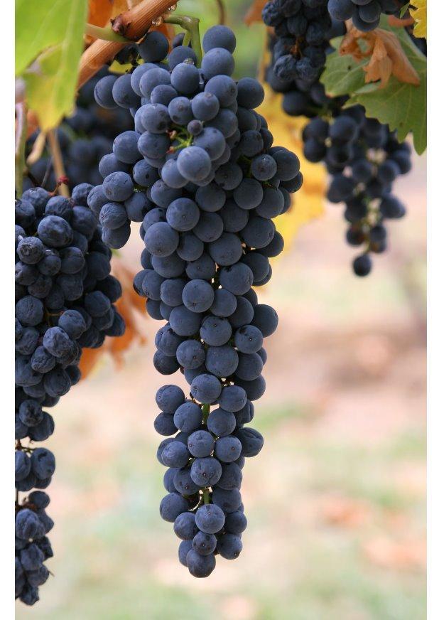 uvas Foto uvas