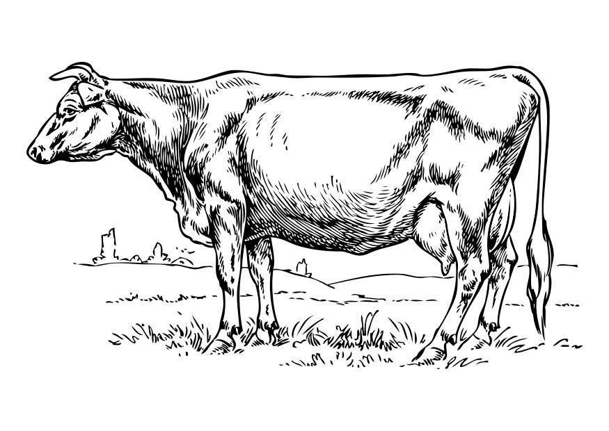 vaca Página para colorir vaca