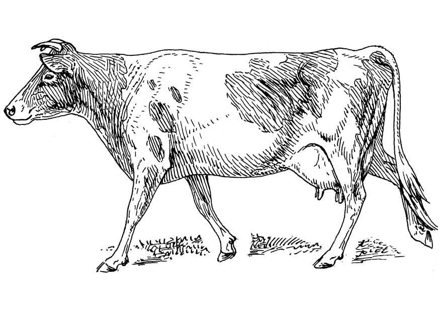 vaca Página para colorir vaca