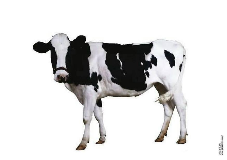 vaca Foto vaca