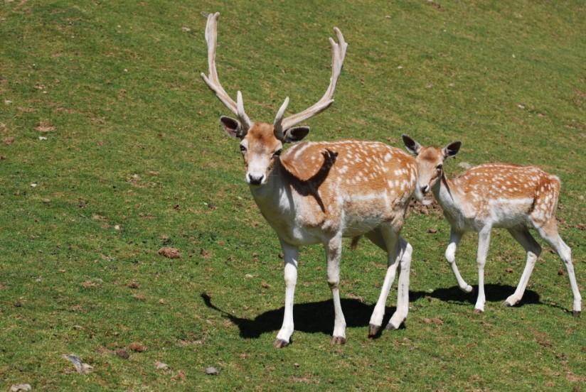 veado e corA§a Foto veado e corA§a