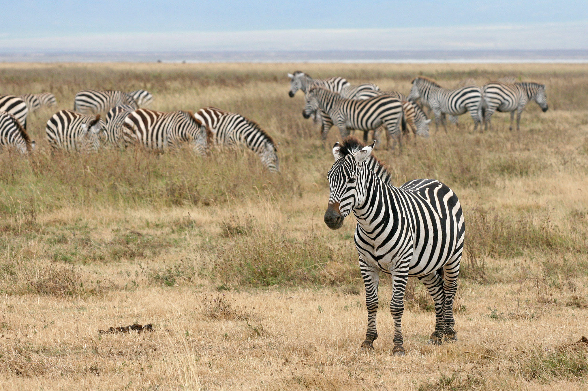 Foto zebra 