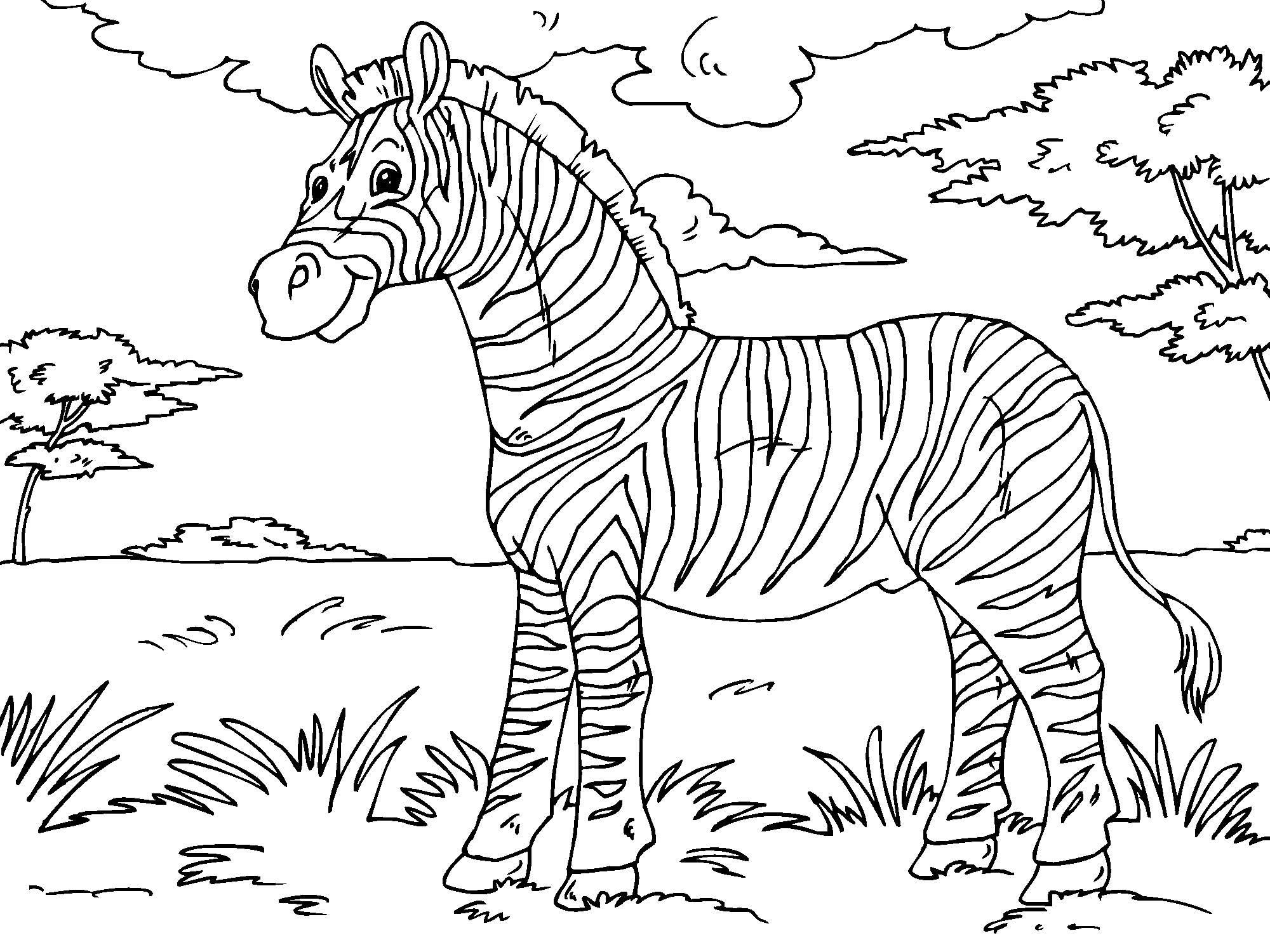 zebra Página para colorir zebra