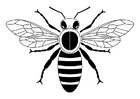 abelha
