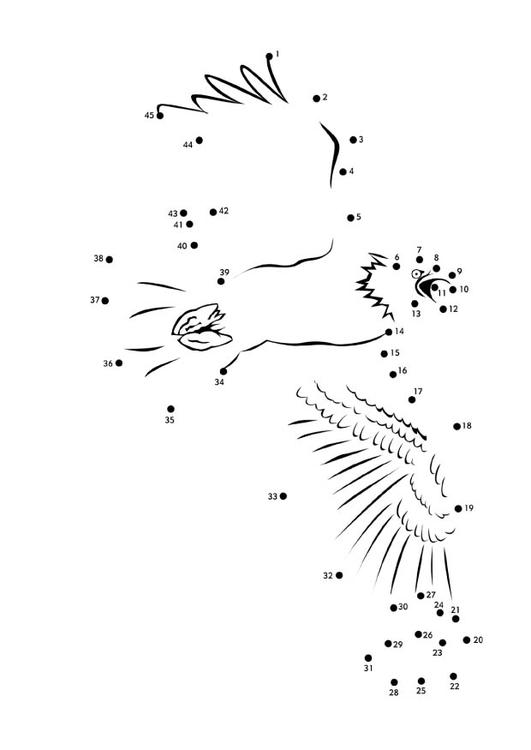 Ã¡guia-de-cabeÃ§a-branca