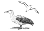 paginas-para-colorir albatroz 