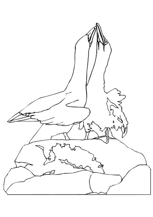 Página para colorir albatrozes danÃ§ando