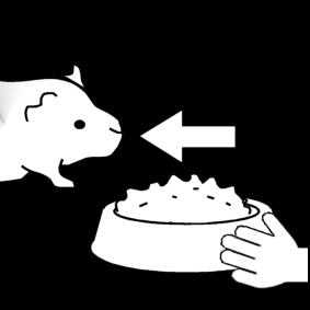 Página para colorir alimentar o porquinho-da-Ã­ndia