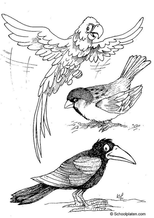 Página para colorir arara, pardal e corvo
