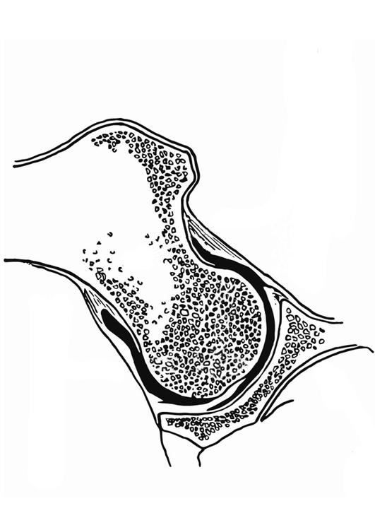 articulaÃ§Ã£o coxo-femoral 